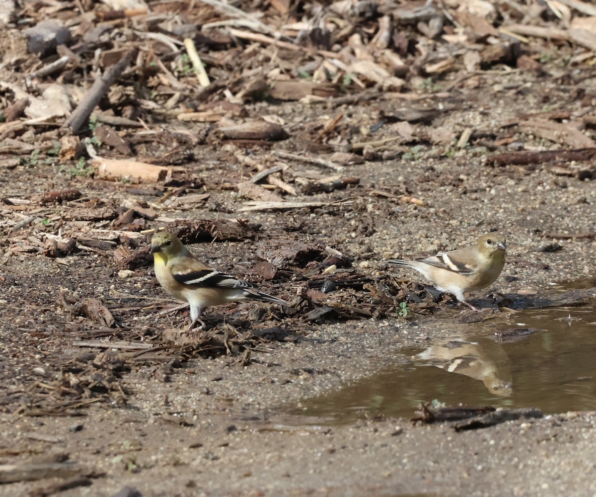 čížek žlutý - ML645407735