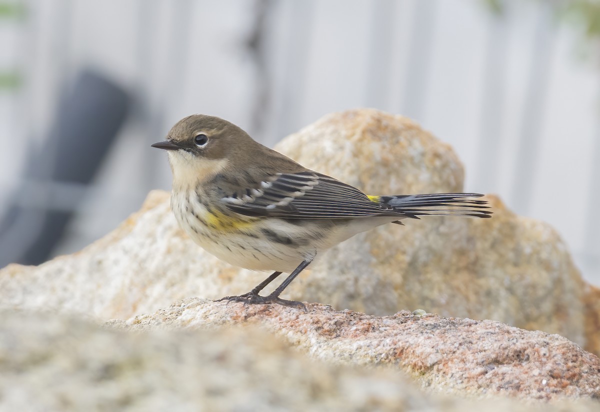 Yellow-rumped Warbler - ML645407739