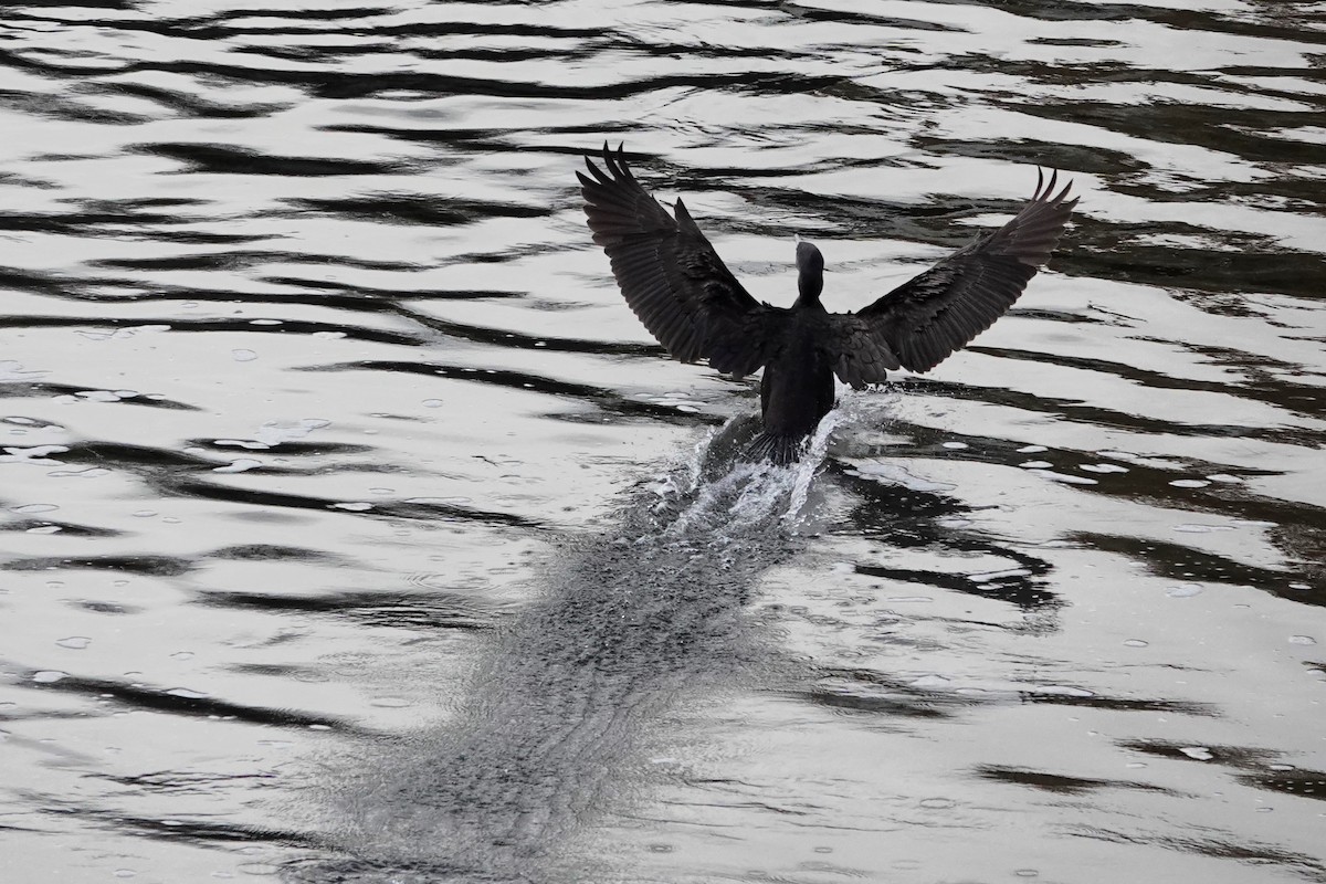 kormorán velký - ML645407746