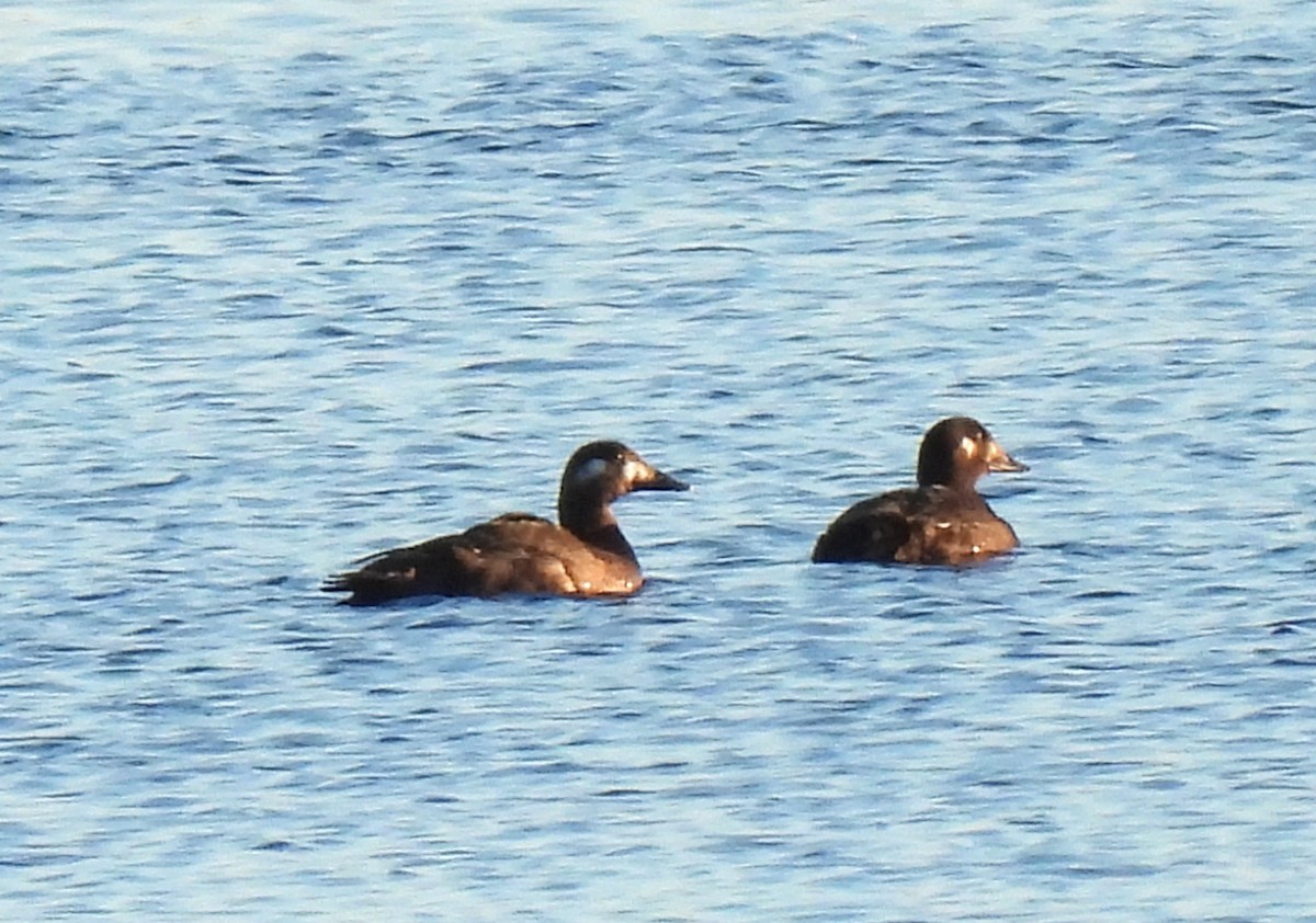 White-winged Scoter - ML645407755