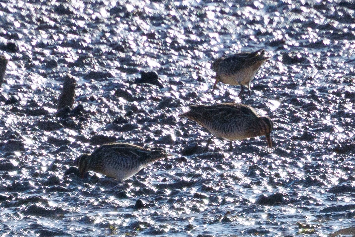 bekasina severoamerická - ML645407757