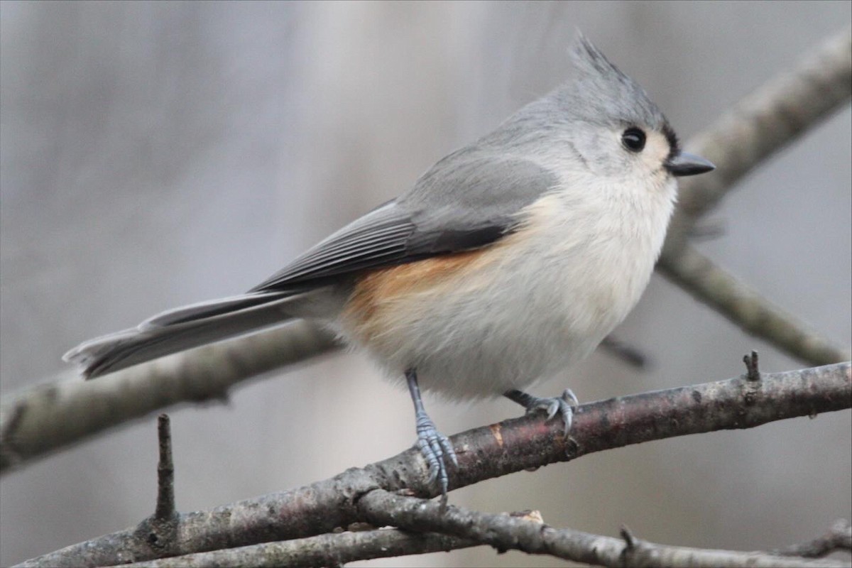 Tufted Titmouse - ML645407759