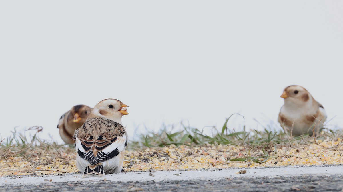 Snow Bunting - ML645407761