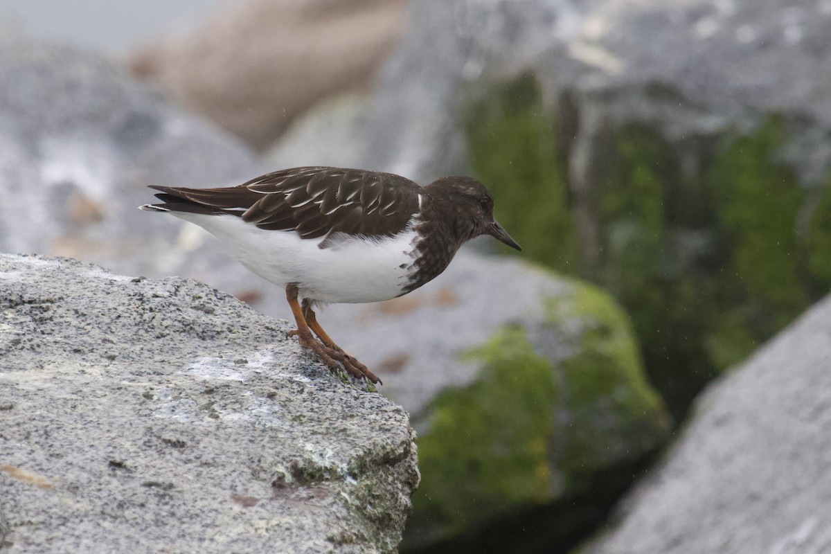 Black Turnstone - ML645407762