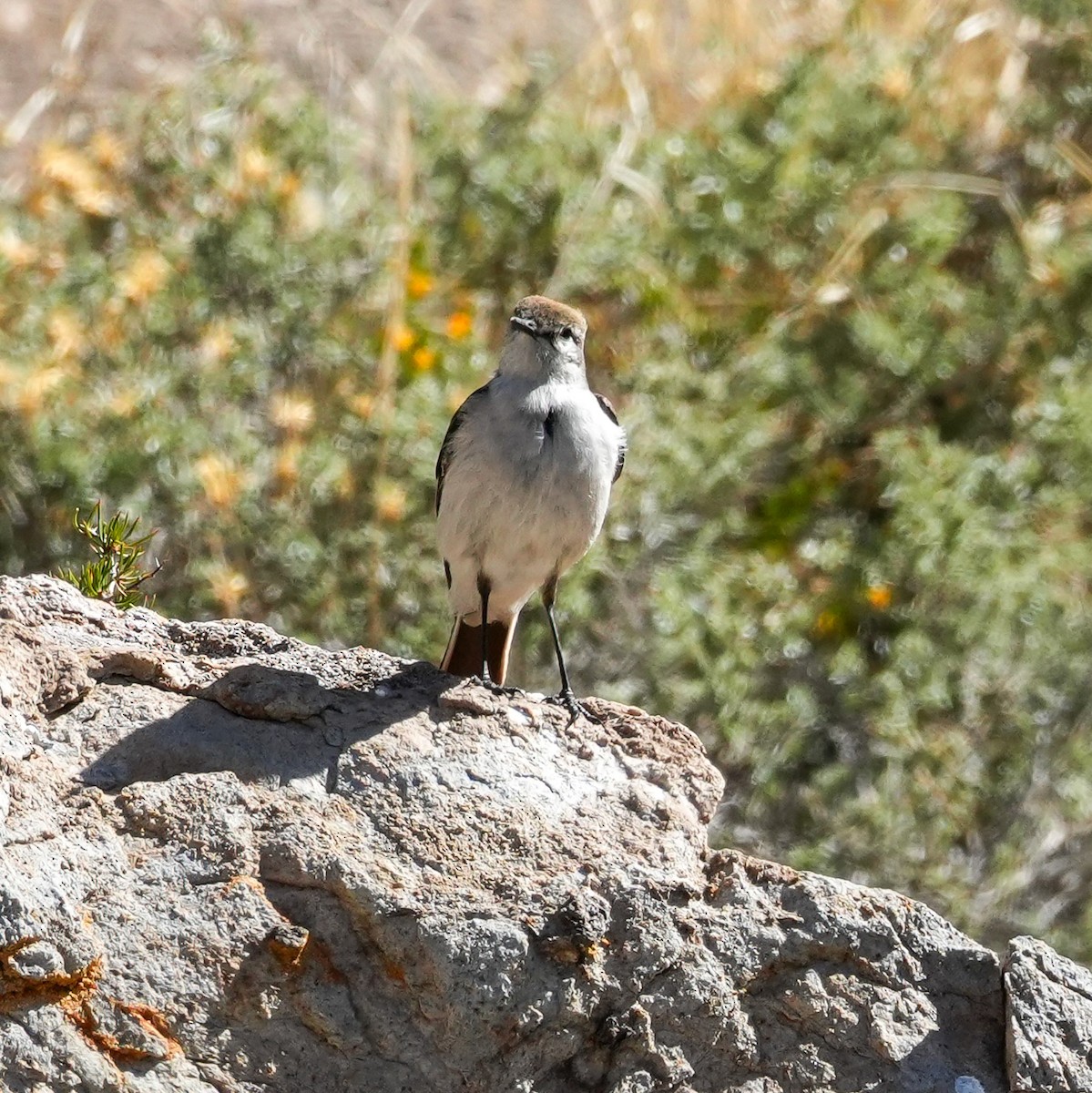 Dormilona Cejiblanca - ML645407767