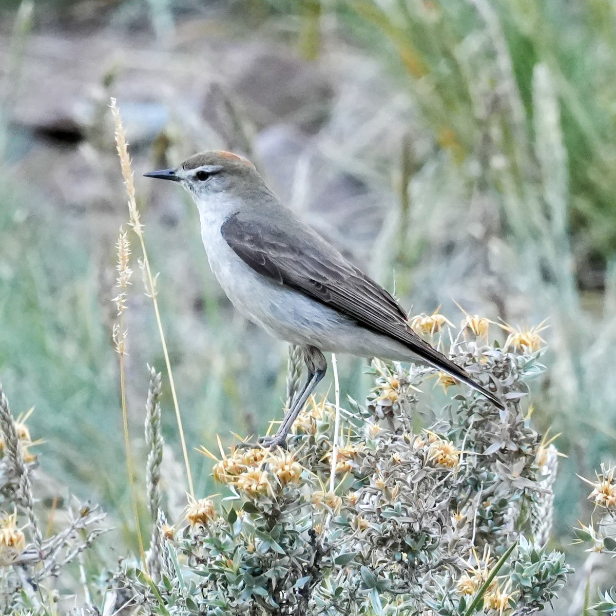 Dormilona Cejiblanca - ML645407768