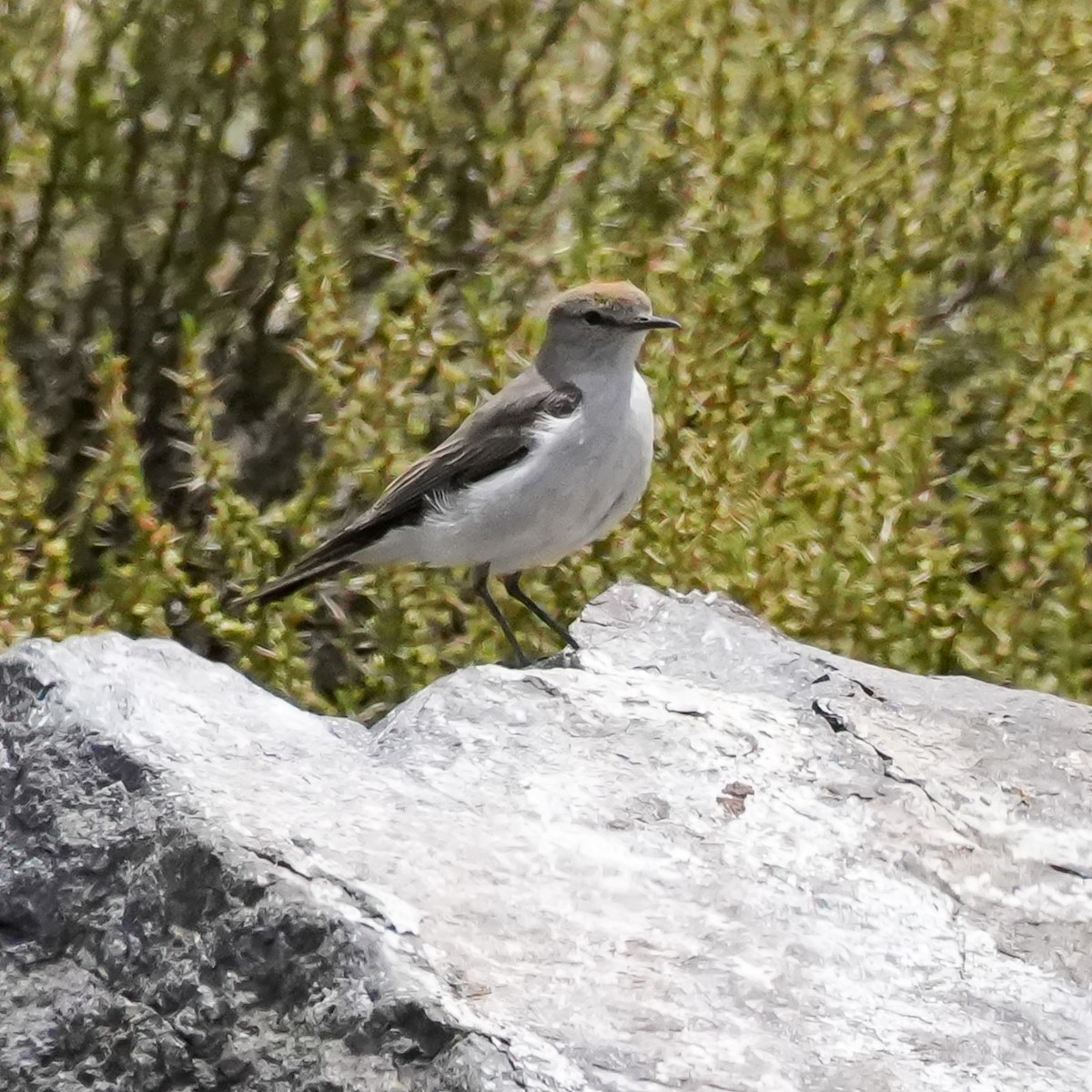 Dormilona Cejiblanca - ML645407769