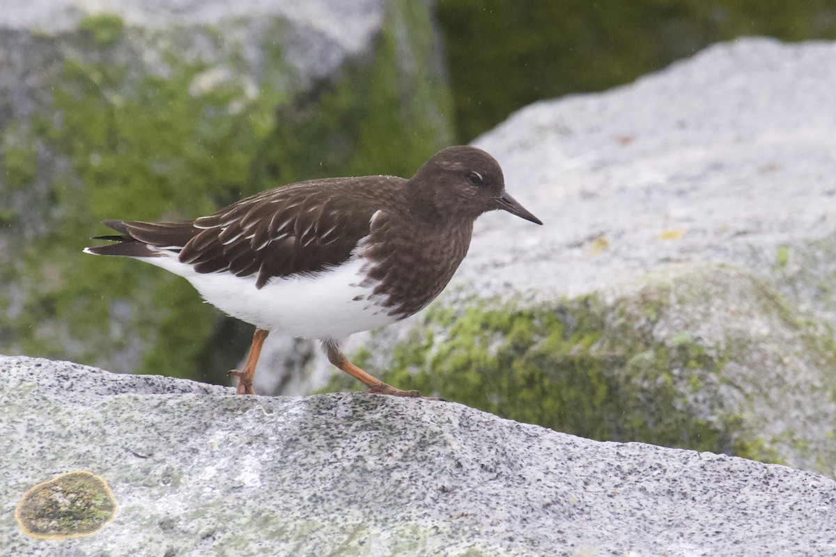 Black Turnstone - ML645407770