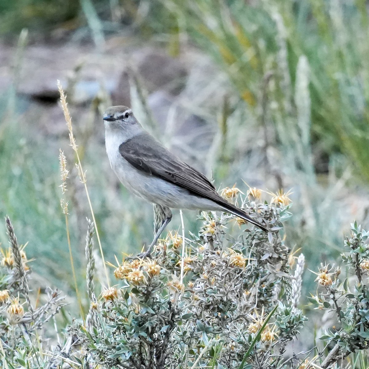 Dormilona Cejiblanca - ML645407771