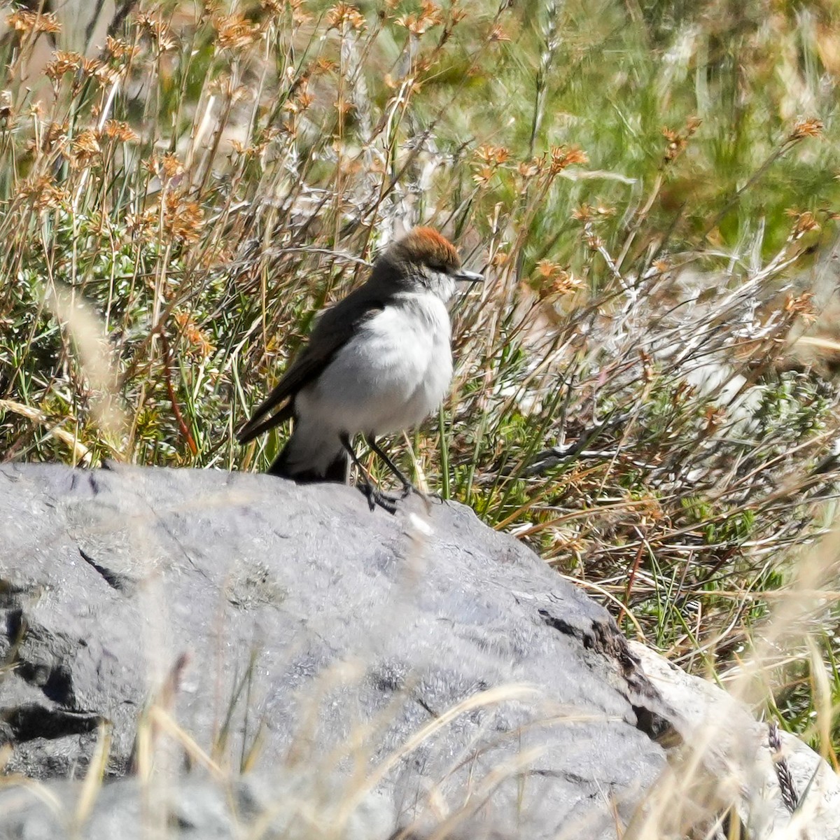 Dormilona Cejiblanca - ML645407772