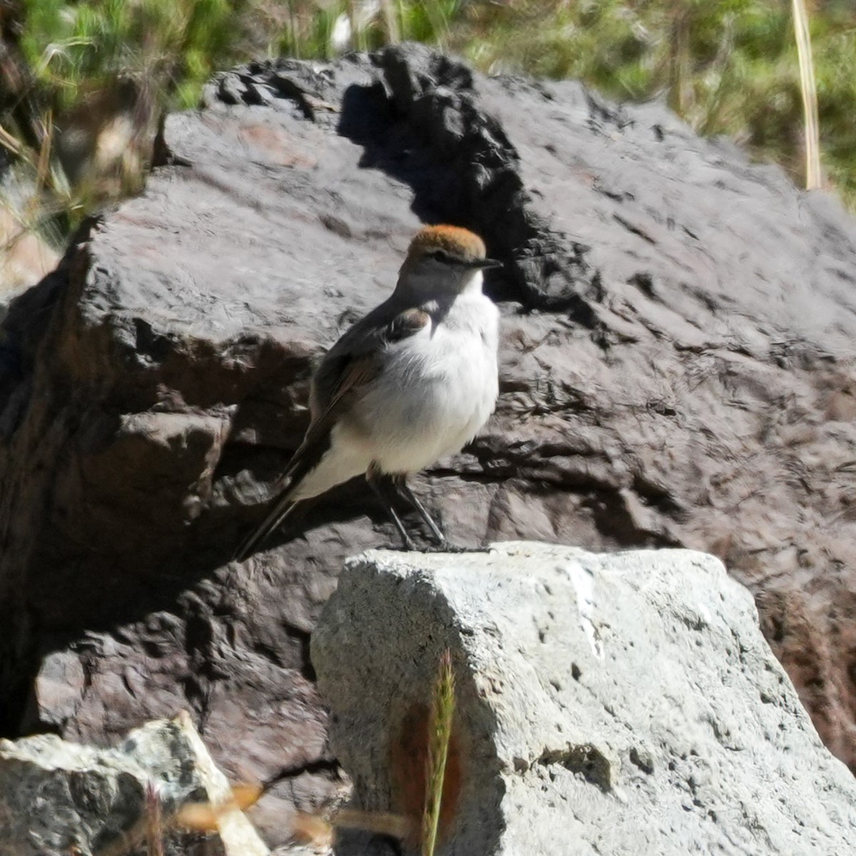 Dormilona Cejiblanca - ML645407773