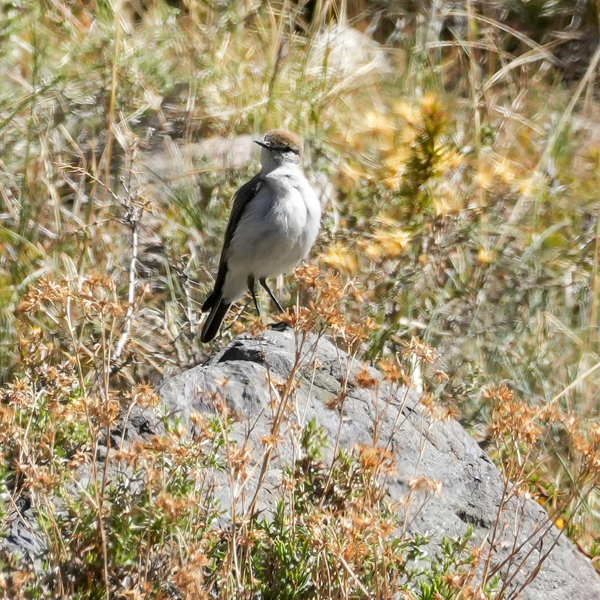 Dormilona Cejiblanca - ML645407774