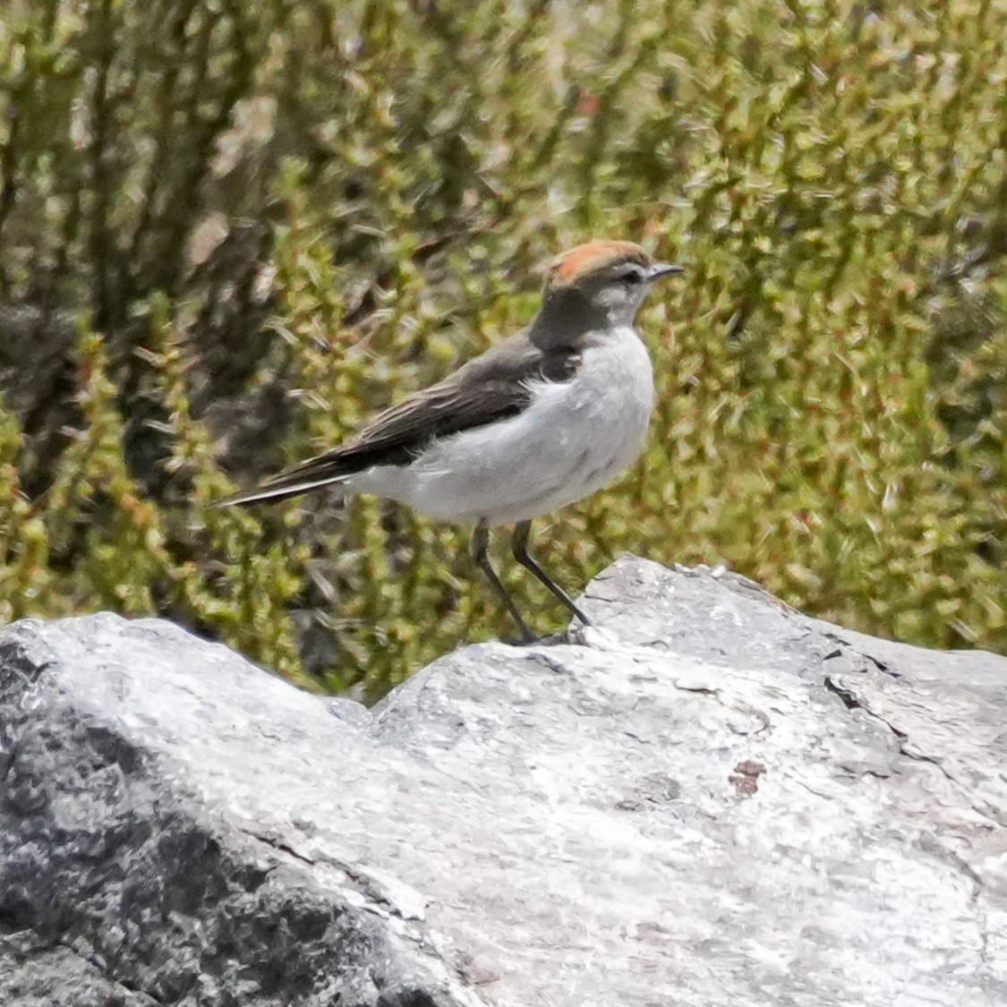 Dormilona Cejiblanca - ML645407775