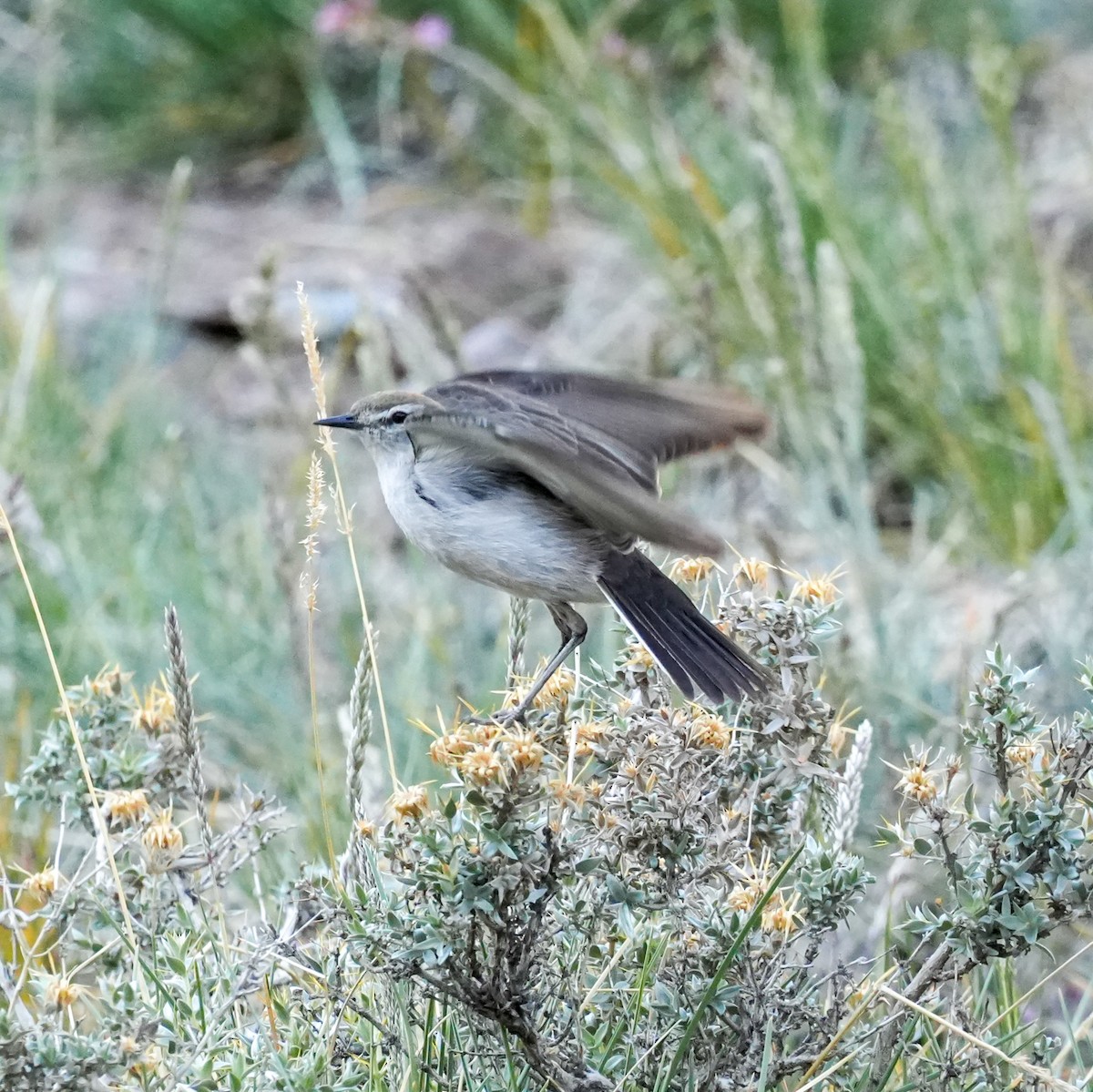 Dormilona Cejiblanca - ML645407776