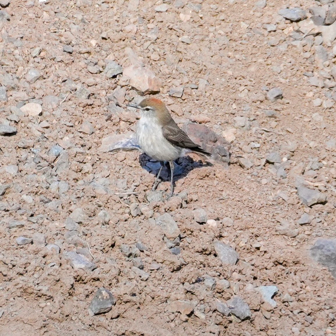 Dormilona Cejiblanca - ML645407777