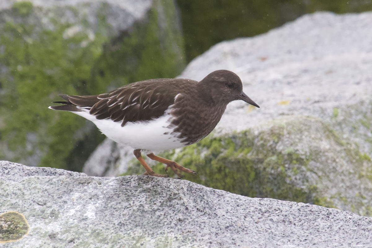 Black Turnstone - ML645407780