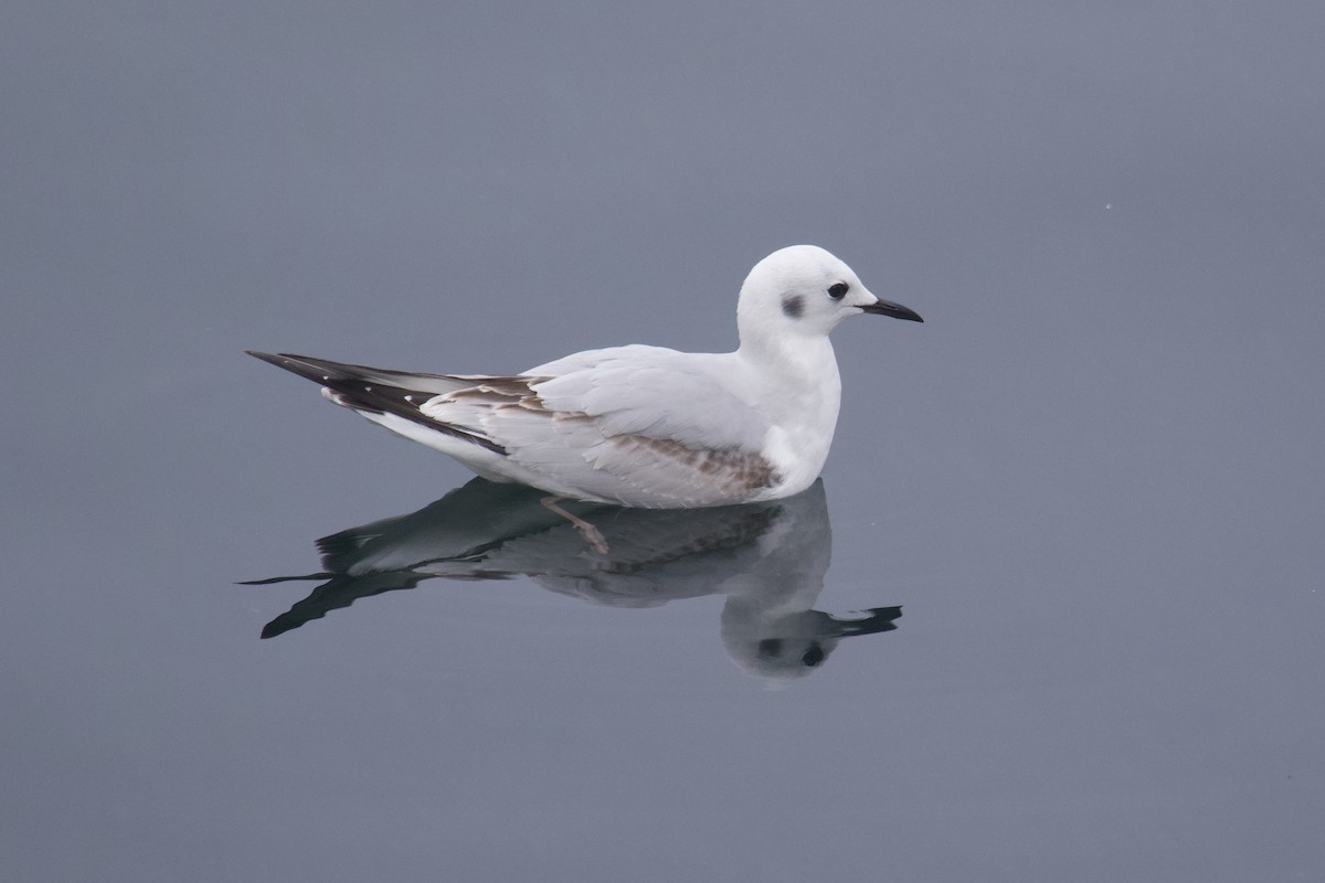 Bonaparte's Gull - ML645407788