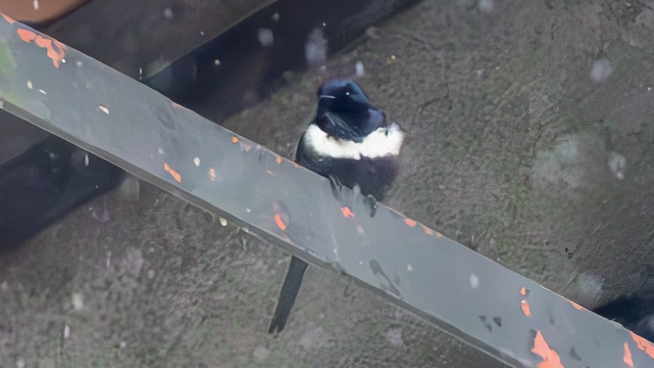 White-banded Swallow - ML645407796