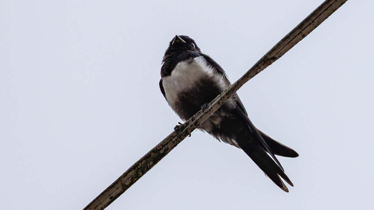 White-banded Swallow - ML645407797