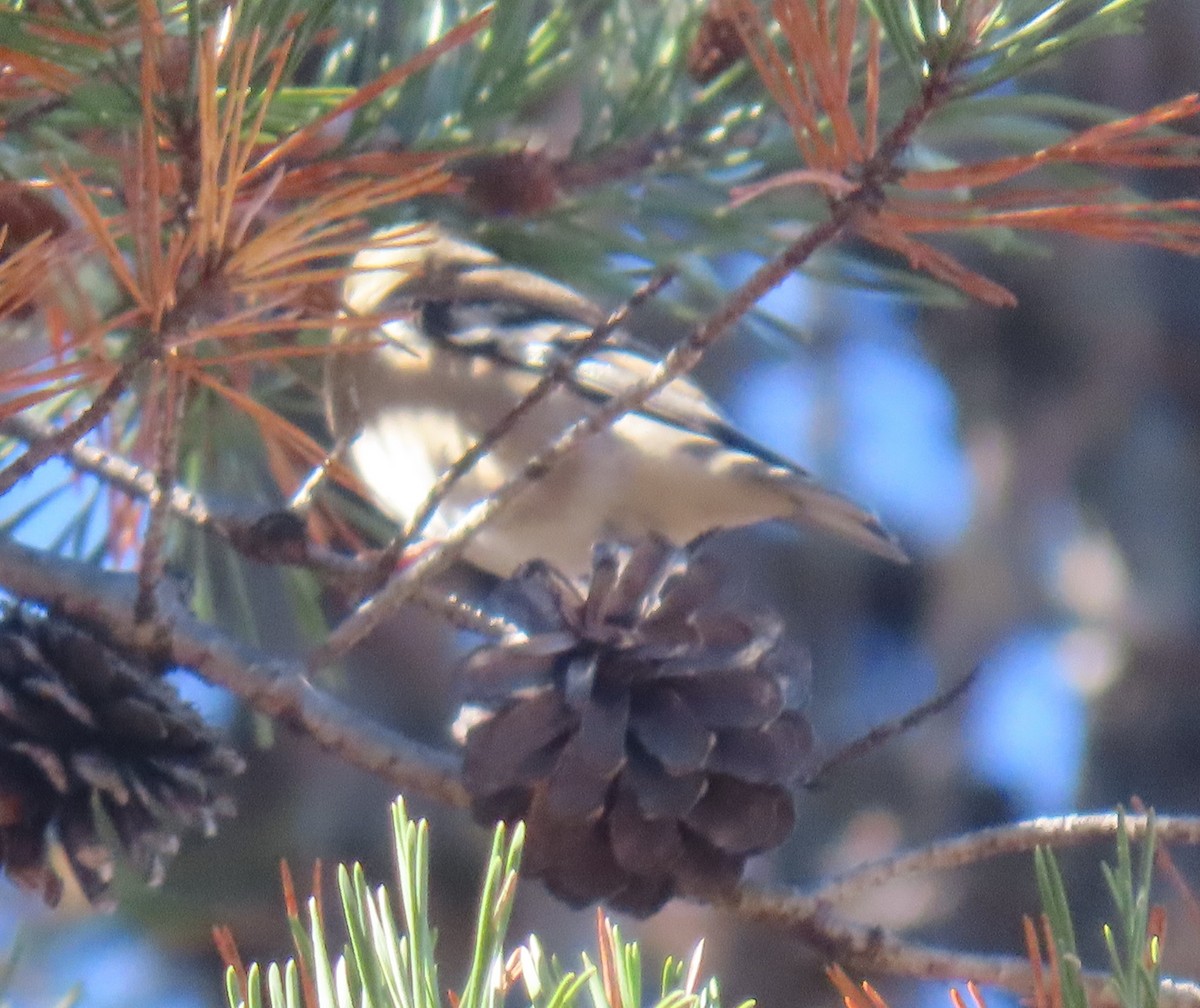 čížek žlutý - ML645407809