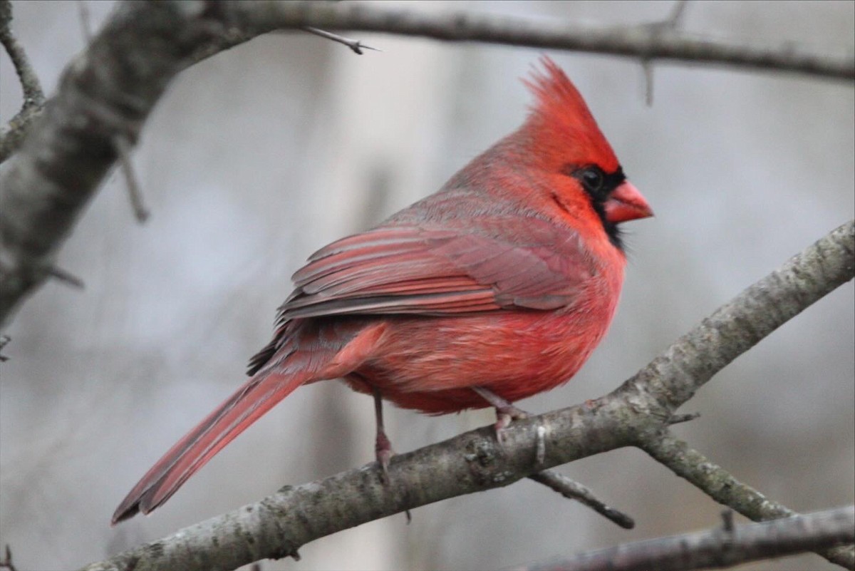 Northern Cardinal - ML645407833