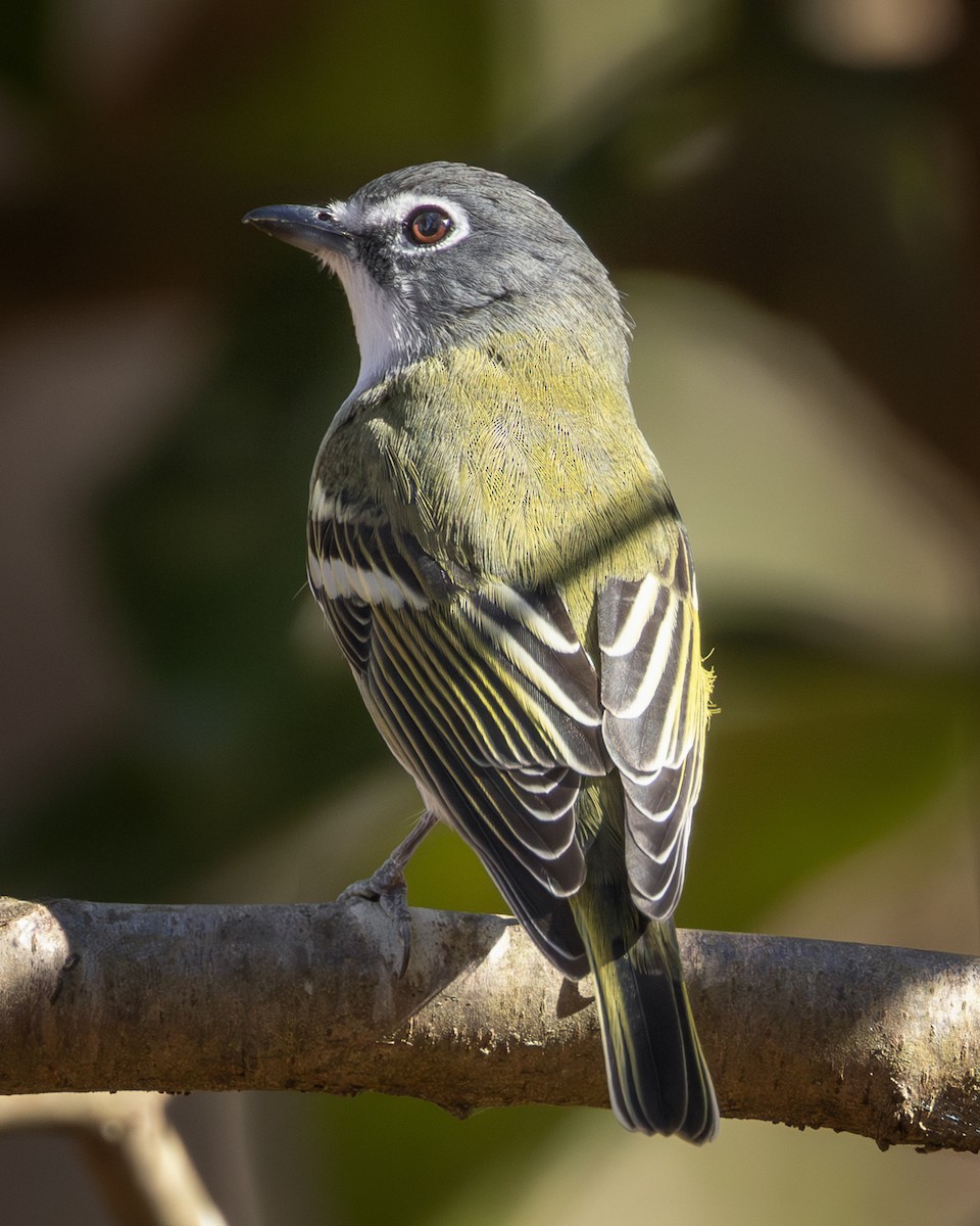 Blue-headed Vireo - ML645407853