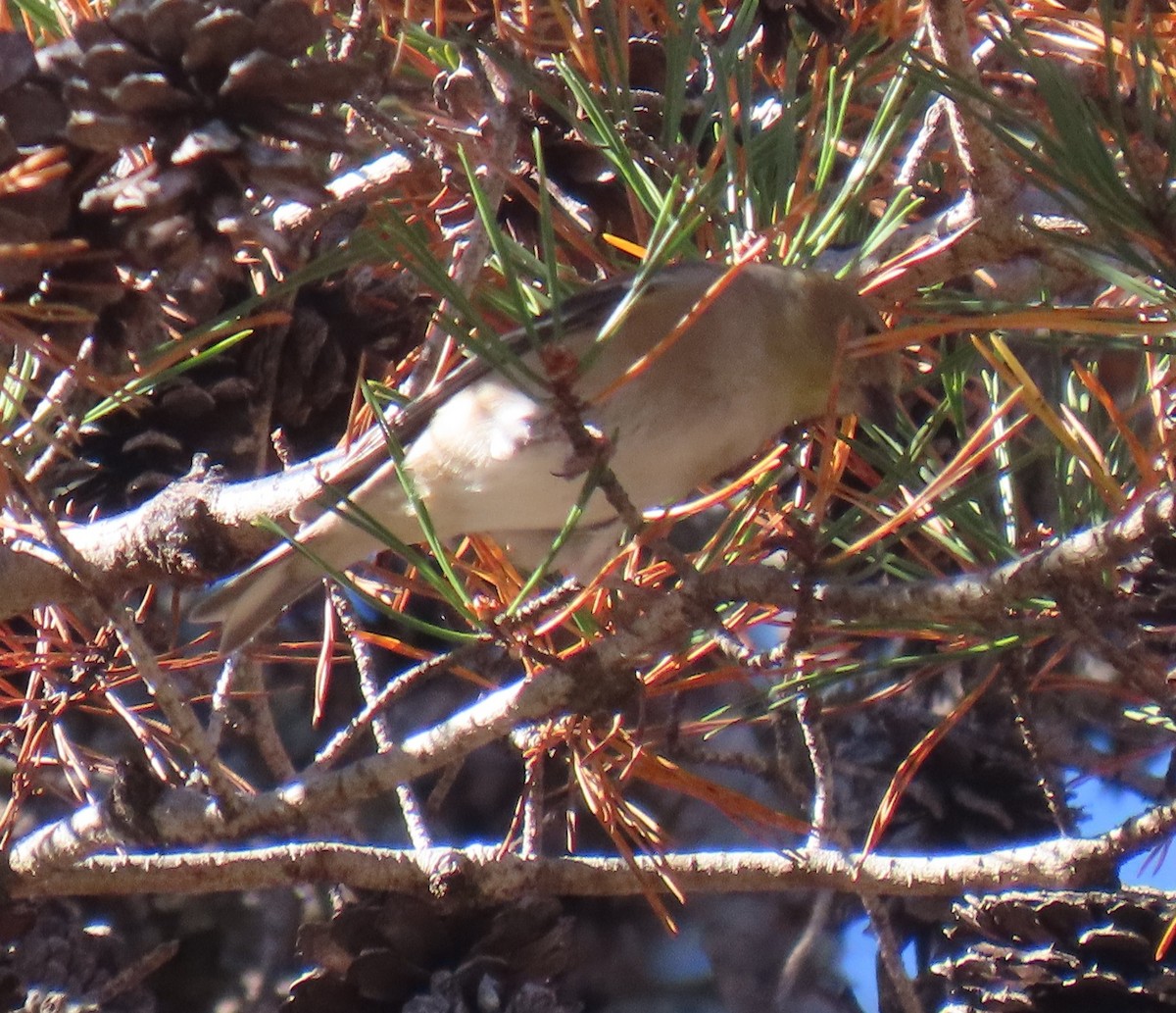 čížek žlutý - ML645407858