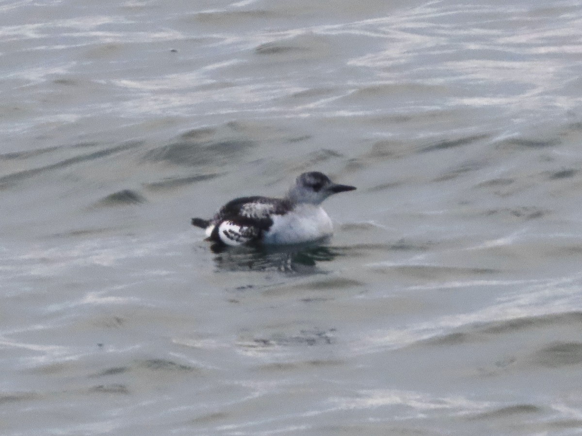 Black Guillemot - ML645407861