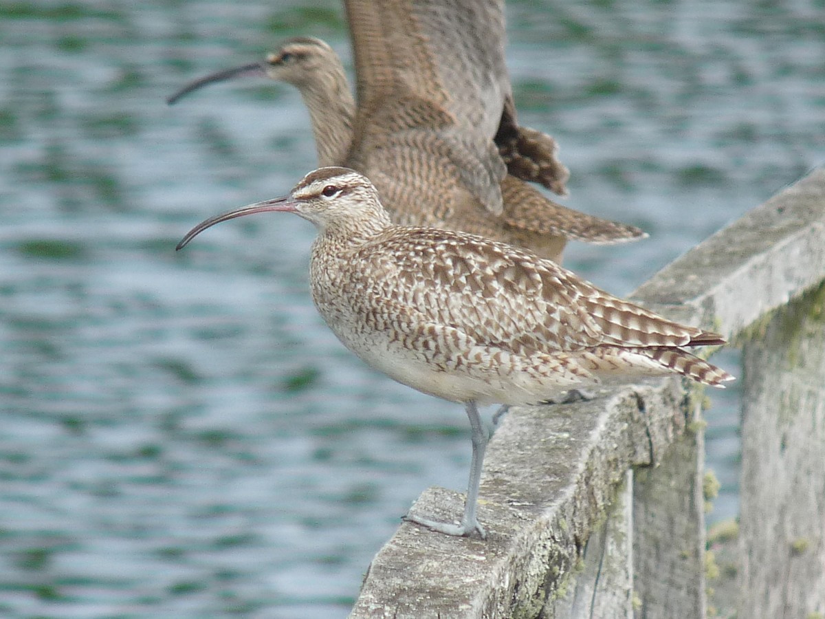 Hudsonian Whimbrel - ML645407868