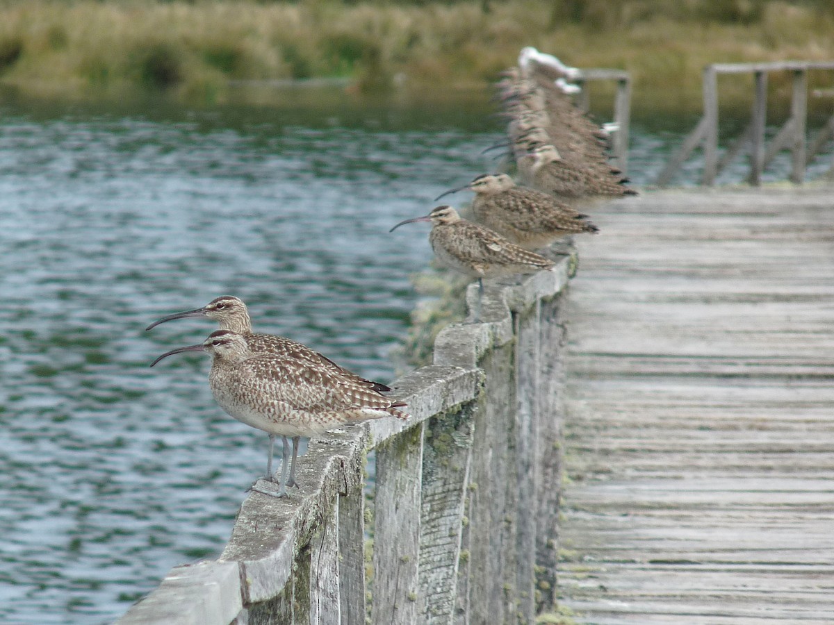 Hudsonian Whimbrel - ML645407870