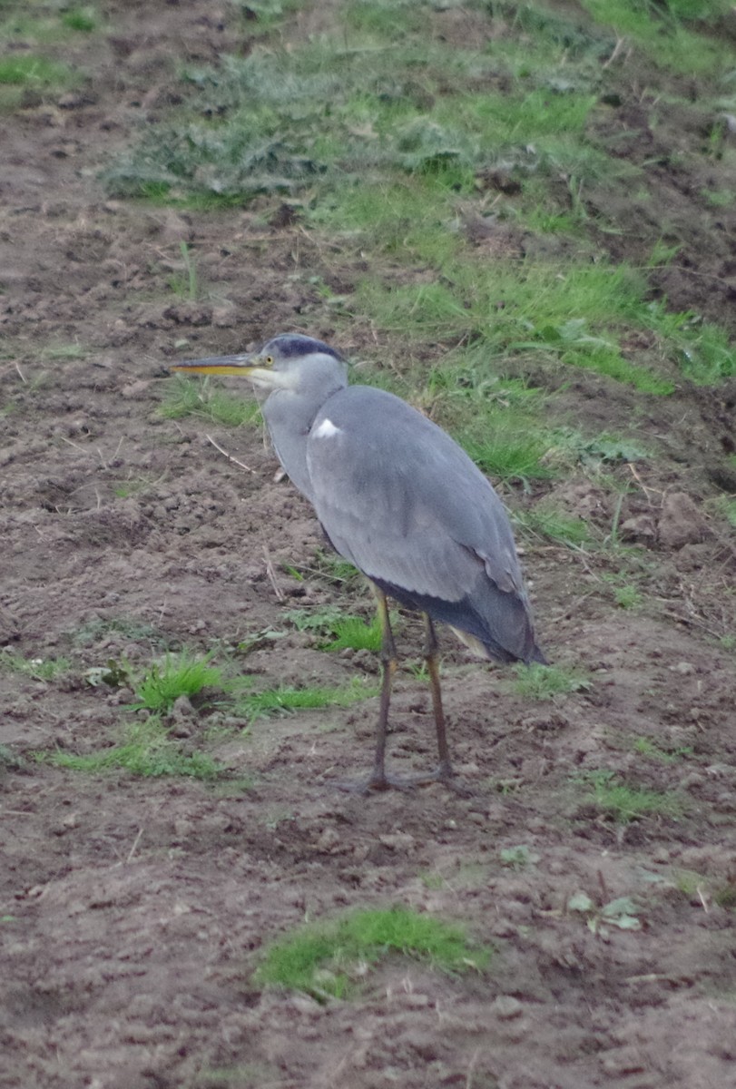 Gray Heron - ML645407871
