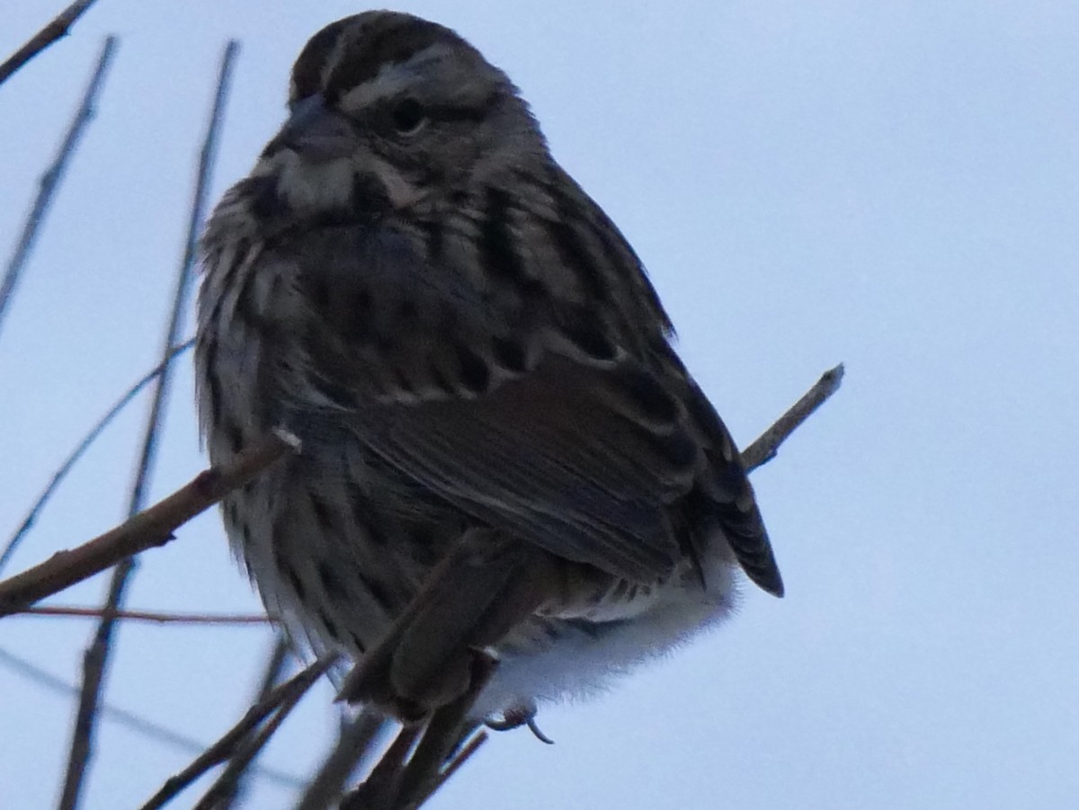 Song Sparrow - ML645407872