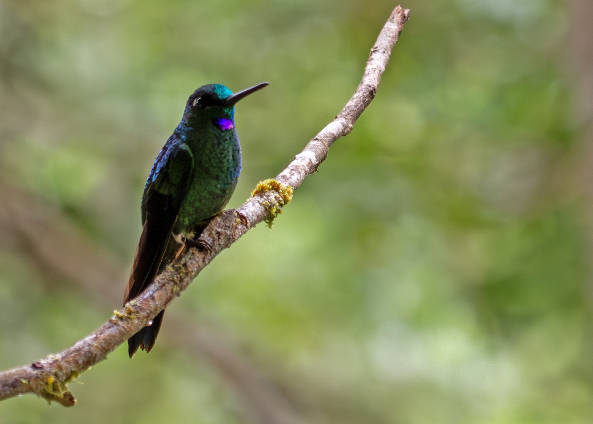 Green-crowned Brilliant - ML645407873