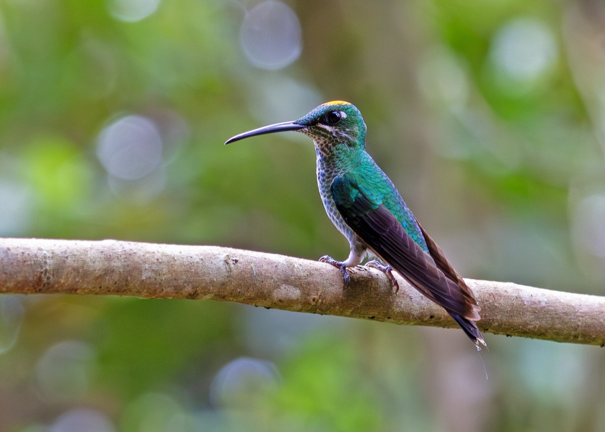 Green-crowned Brilliant - ML645407874