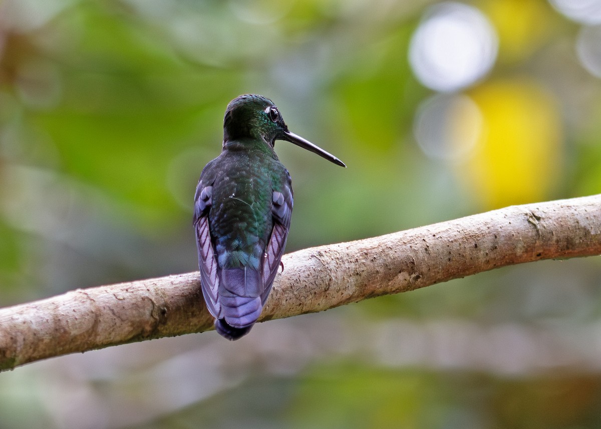 Green-crowned Brilliant - ML645407875