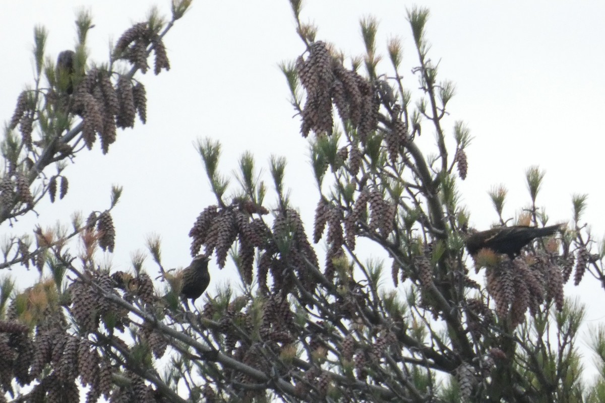 Red-winged Blackbird - ML645407876