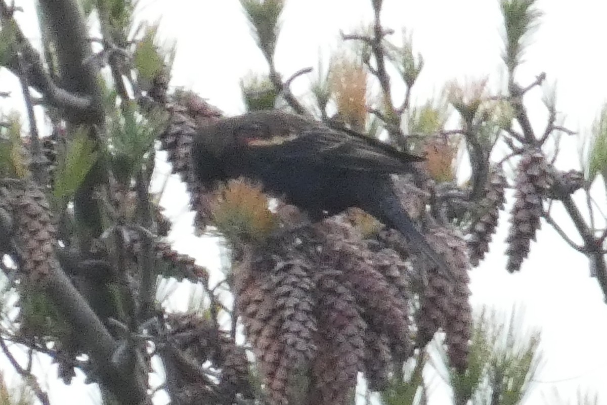 Red-winged Blackbird - ML645407877