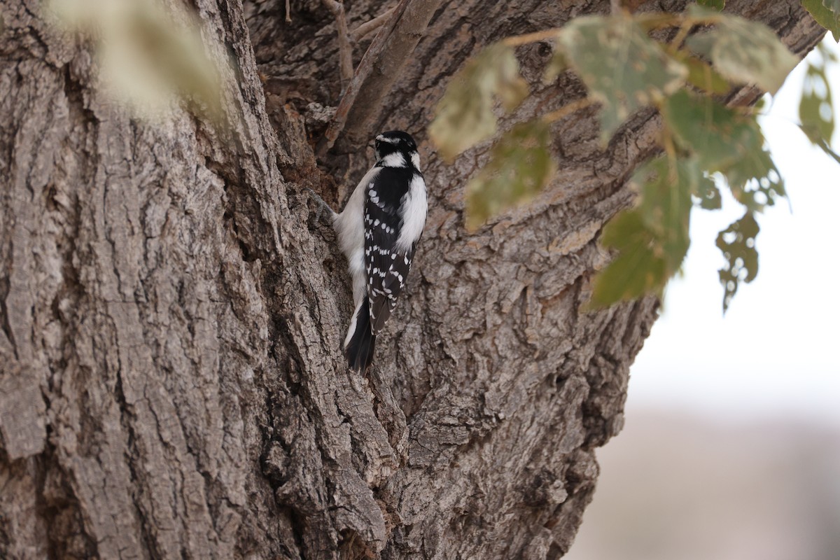 Downy Woodpecker (Rocky Mts.) - ML645407878