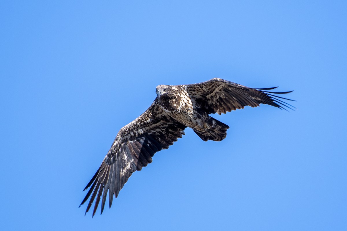 Bald Eagle - ML645407879