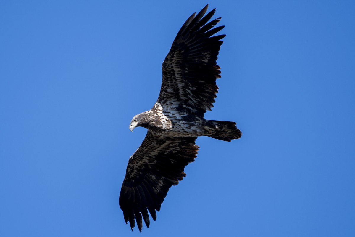 Bald Eagle - ML645407880