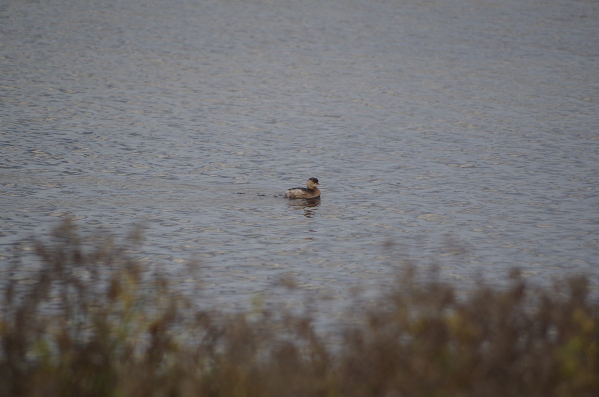 Little Grebe - ML645407881