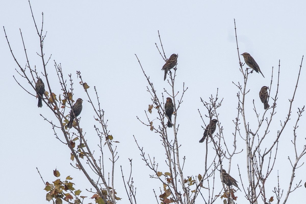 Red-winged Blackbird - ML645407882