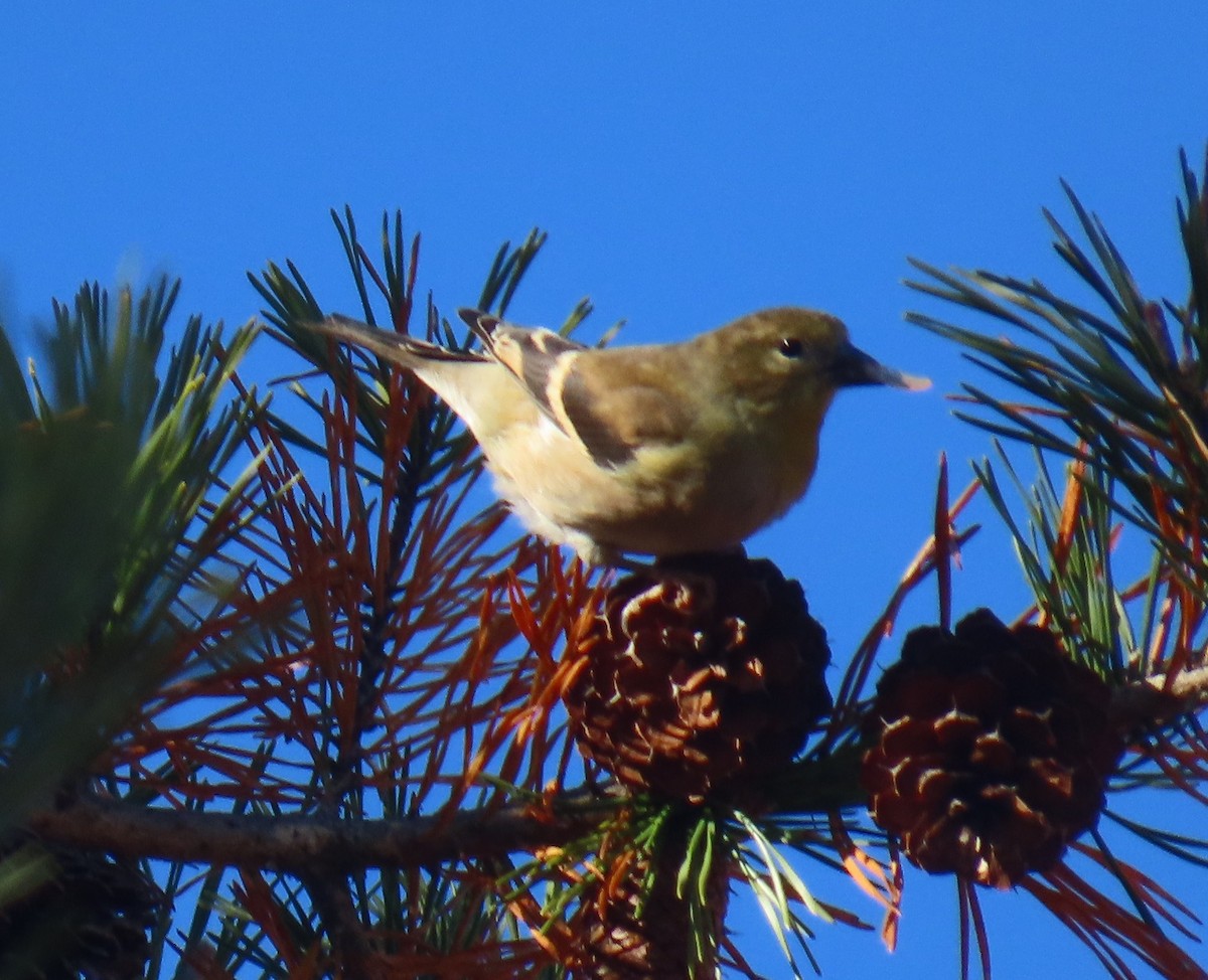 čížek žlutý - ML645407884