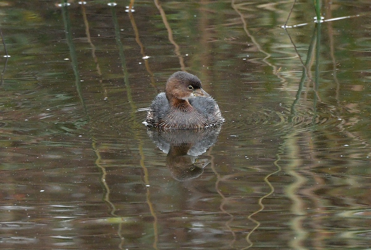 Pied-billed Grebe - ML645407885