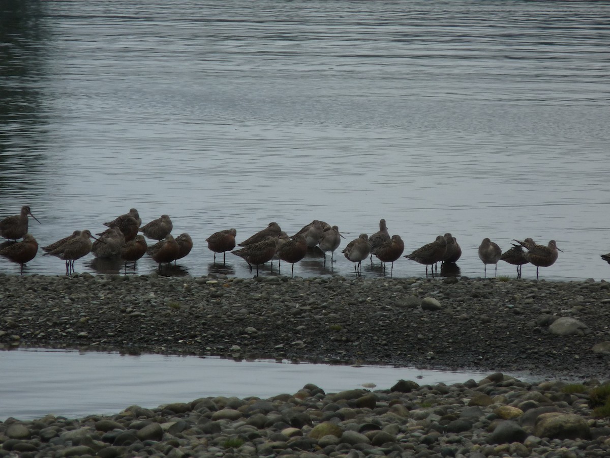 Hudsonian Godwit - ML645407886