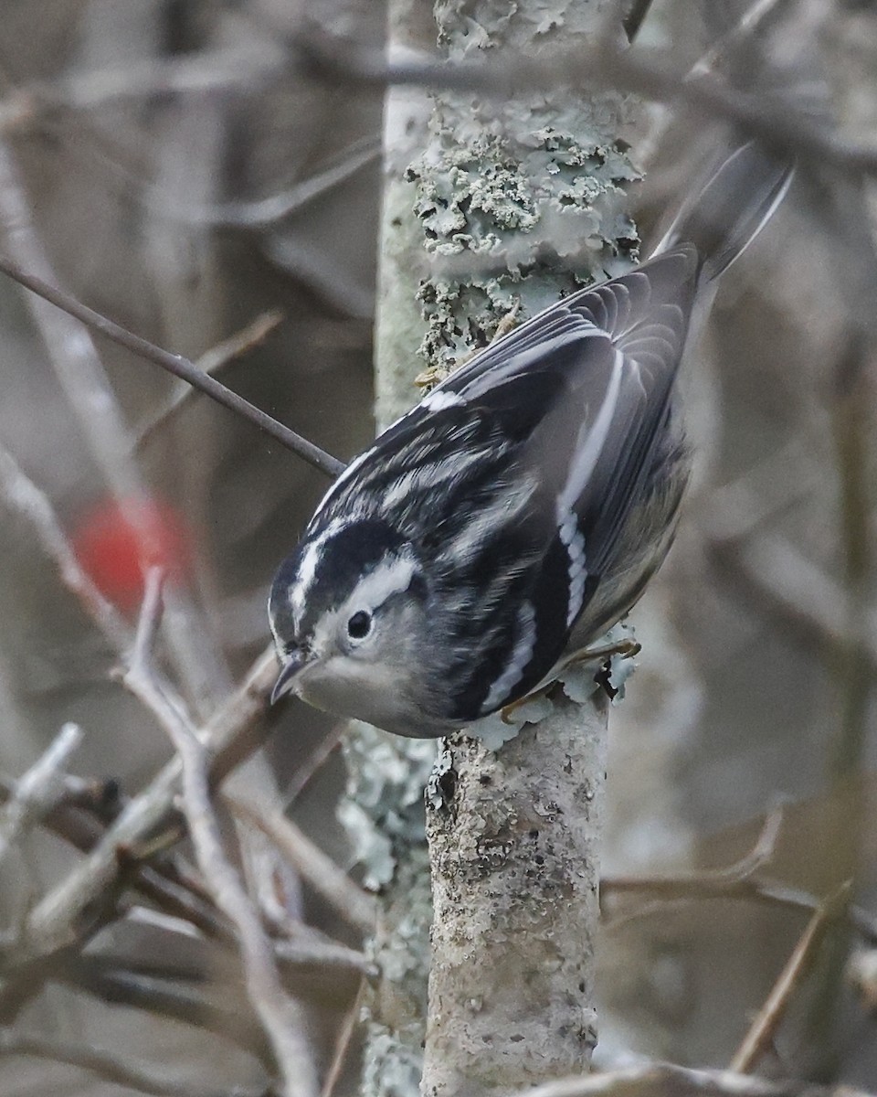 Black-and-white Warbler - ML645407887