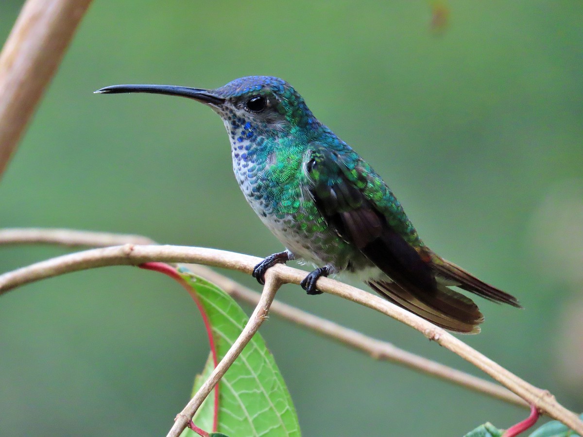 Golden-tailed Sapphire - ML645407888