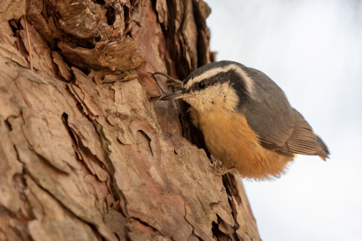 Red-breasted Nuthatch - ML645407889