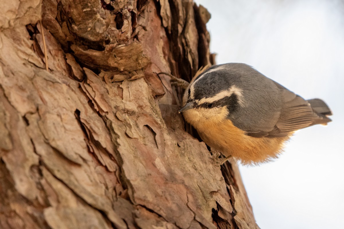 Red-breasted Nuthatch - ML645407890