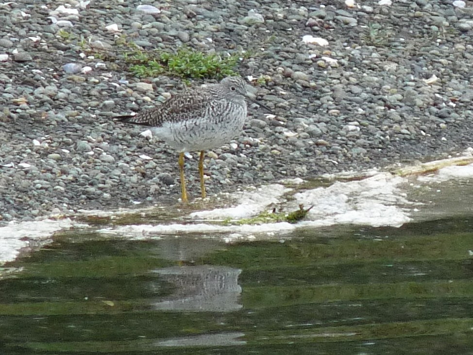 Greater Yellowlegs - ML645407892